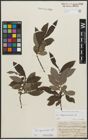 Foto von Salix appendiculata Vill.